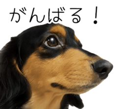 Maro-chan of miniature dachshund sticker #14565728