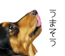 Maro-chan of miniature dachshund sticker #14565729