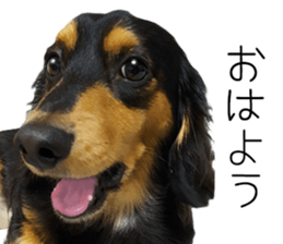 Maro-chan of miniature dachshund sticker #14565730