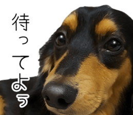 Maro-chan of miniature dachshund sticker #14565731