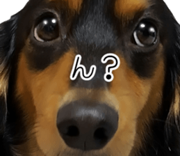 Maro-chan of miniature dachshund sticker #14565733