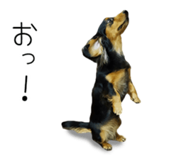 Maro-chan of miniature dachshund sticker #14565735