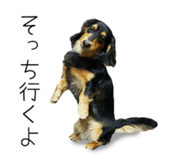 Maro-chan of miniature dachshund sticker #14565736