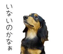 Maro-chan of miniature dachshund sticker #14565737