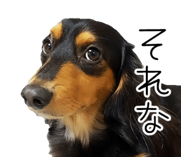 Maro-chan of miniature dachshund sticker #14565738