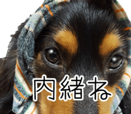 Maro-chan of miniature dachshund sticker #14565739