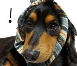 Maro-chan of miniature dachshund sticker #14565740