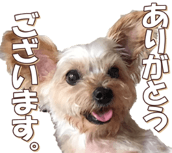 yorkiefan sticker #14566118