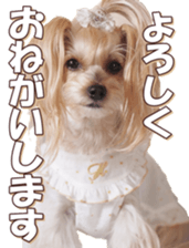 yorkiefan sticker #14566119