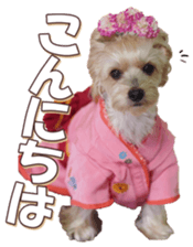 yorkiefan sticker #14566120