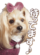 yorkiefan sticker #14566122