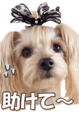 yorkiefan sticker #14566123