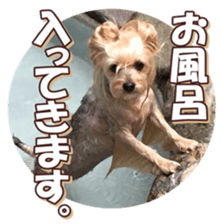 yorkiefan sticker #14566124