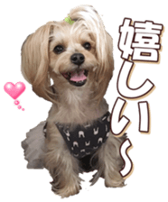 yorkiefan sticker #14566125
