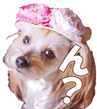 yorkiefan sticker #14566126