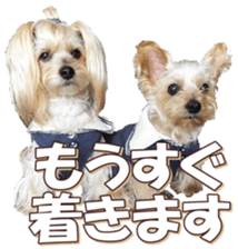 yorkiefan sticker #14566127