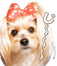 yorkiefan sticker #14566128