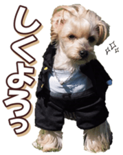 yorkiefan sticker #14566129