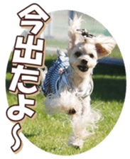 yorkiefan sticker #14566130