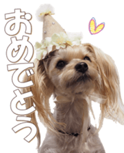 yorkiefan sticker #14566131