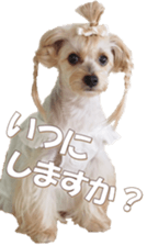 yorkiefan sticker #14566132