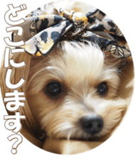 yorkiefan sticker #14566133