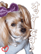 yorkiefan sticker #14566134