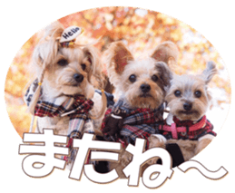 yorkiefan sticker #14566135