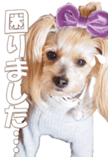 yorkiefan sticker #14566136