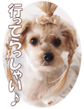 yorkiefan sticker #14566137