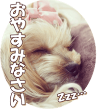 yorkiefan sticker #14566138