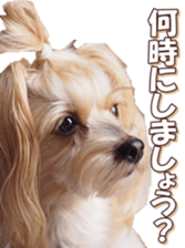 yorkiefan sticker #14566139