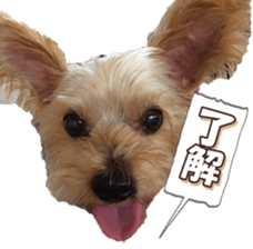 yorkiefan sticker #14566140