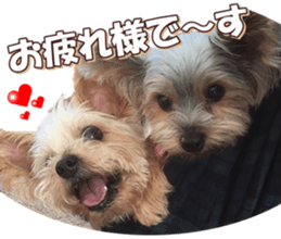 yorkiefan sticker #14566141