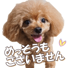 doggiesfan6 sticker #14568622