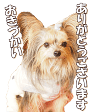 doggiesfan6 sticker #14568623