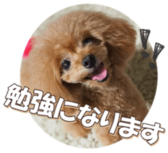 doggiesfan6 sticker #14568628