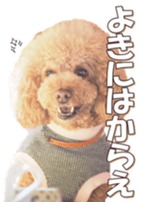 doggiesfan6 sticker #14568629