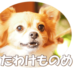 doggiesfan6 sticker #14568631