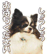 doggiesfan6 sticker #14568633