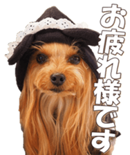 doggiesfan6 sticker #14568635