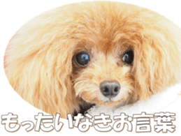 doggiesfan6 sticker #14568636