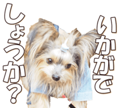 doggiesfan6 sticker #14568637