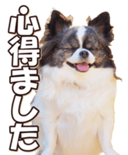 doggiesfan6 sticker #14568638