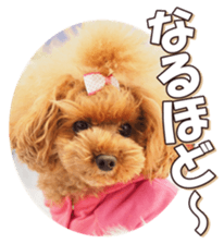 doggiesfan6 sticker #14568641