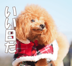 doggiesfan6 sticker #14568642