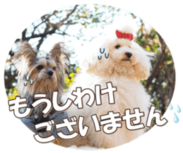 doggiesfan6 sticker #14568643