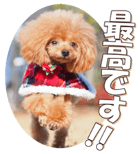 doggiesfan6 sticker #14568645