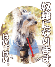 doggiesfan6 sticker #14568646