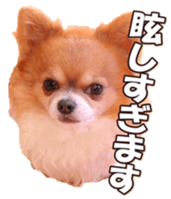 doggiesfan6 sticker #14568647